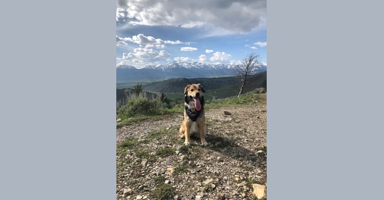 Photo of Akela, an American Pit Bull Terrier, Australian Cattle Dog, German Shepherd Dog, and Chow Chow mix in Wyoming, USA
