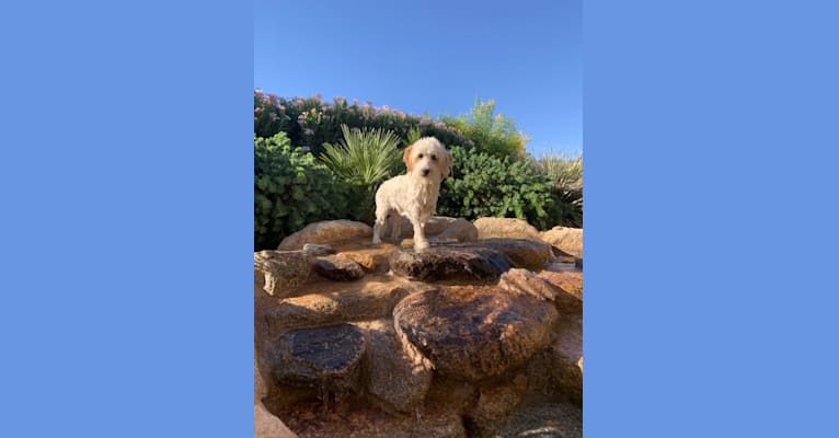 Photo of Tucker, a Poodle (Small), German Shepherd Dog, Cocker Spaniel, and Mixed mix in Phoenix, AZ, USA