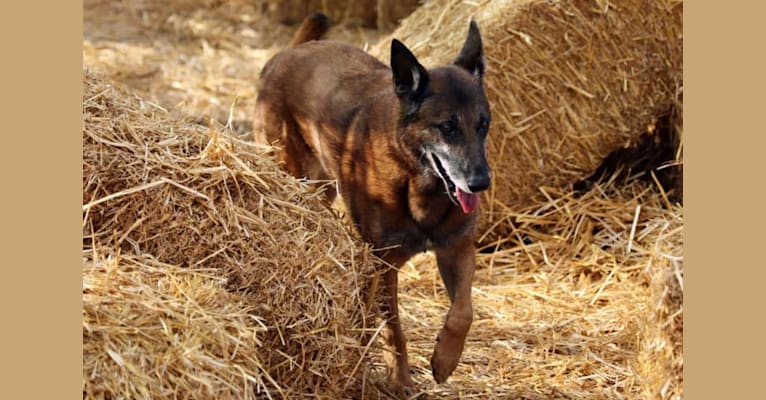 Tess, a Belgian Shepherd tested with EmbarkVet.com