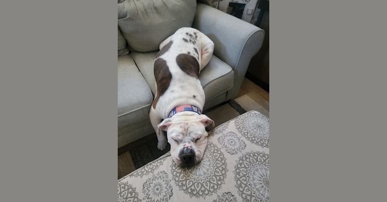 Zeus, an American Bulldog tested with EmbarkVet.com