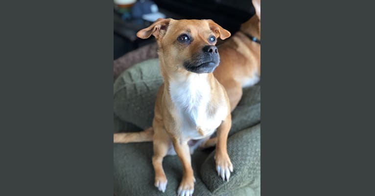 Photo of Stitch, a Rat Terrier, Pekingese, and Pomeranian mix in West Lafayette, IN, USA