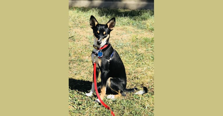 Basenji shepherd mix online
