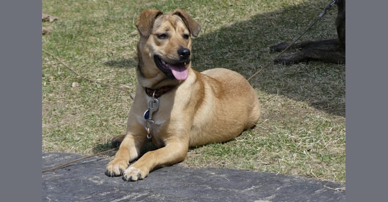 Chip, a Staffordshire Terrier and Chow Chow mix tested with EmbarkVet.com