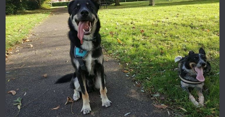 Photo of Diesel, a Border Collie and Siberian Husky mix in Portsmouth, England, United Kingdom