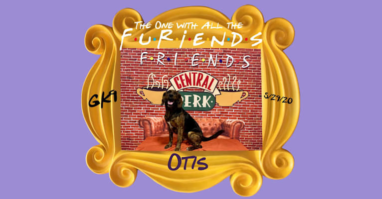 Otis, a Beagle and Golden Retriever mix tested with EmbarkVet.com