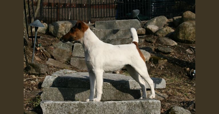 Dezi, a Smooth Fox Terrier tested with EmbarkVet.com