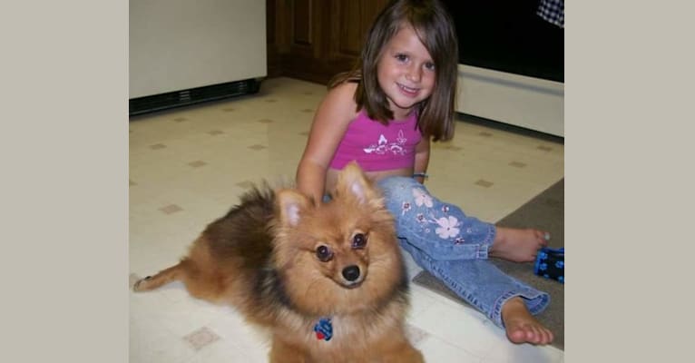 Zeke, a Pomeranian tested with EmbarkVet.com