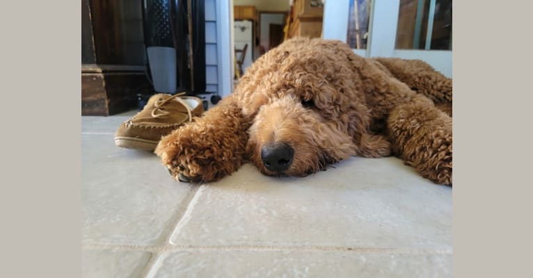 Jackson, a Goldendoodle tested with EmbarkVet.com