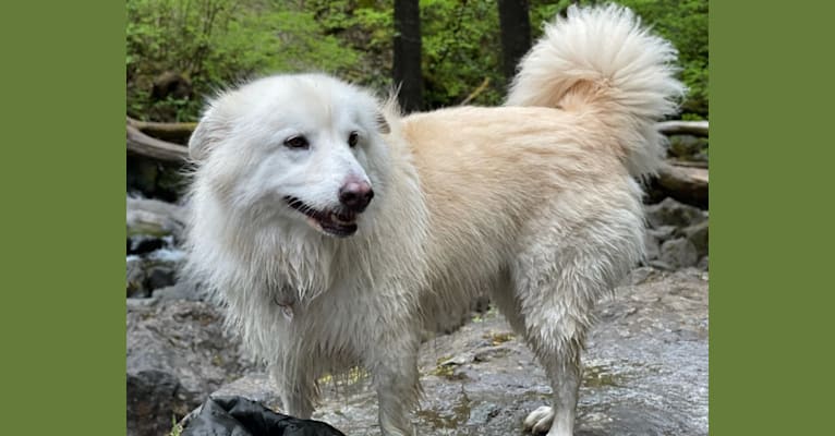 Mona, a German Shepherd Dog and Samoyed mix tested with EmbarkVet.com