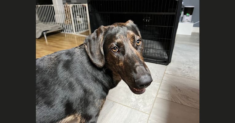 Ariya, a Plott and German Shepherd Dog mix tested with EmbarkVet.com