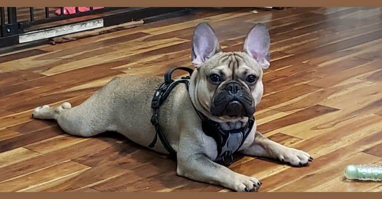 Wyatt, a French Bulldog tested with EmbarkVet.com