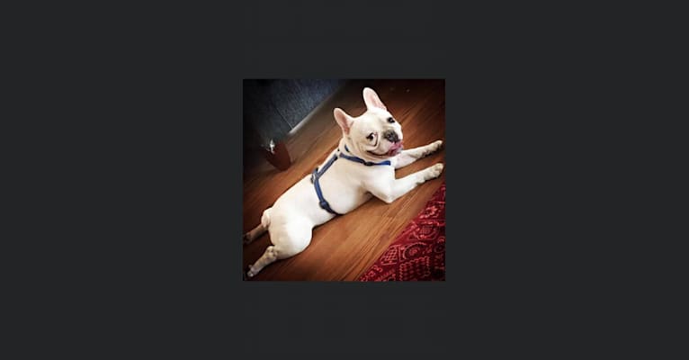 Photo of Monti, a French Bulldog  in 608 6th St SW, Waseca, MN, USA
