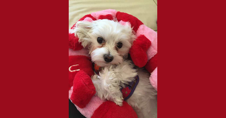 Marlo, a Maltese and Lhasa Apso mix tested with EmbarkVet.com