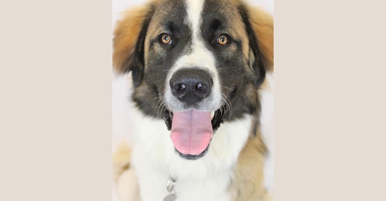 Clyde, an Anatolian Shepherd Dog and Great Pyrenees mix tested with EmbarkVet.com