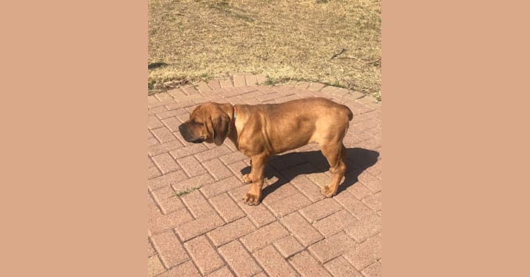 Photo of Red, a Cane Corso  in Mission, TX, USA