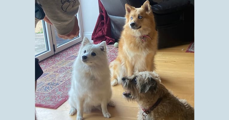 Photo of Lexi, a Siberian Husky, Pomeranian, and German Spitz mix in Wales, UK