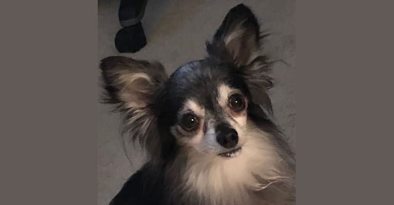 Photo of Peanut, a Chihuahua  in Bowling Green, MO, USA