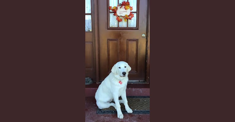 Grit, a Great Pyrenees tested with EmbarkVet.com