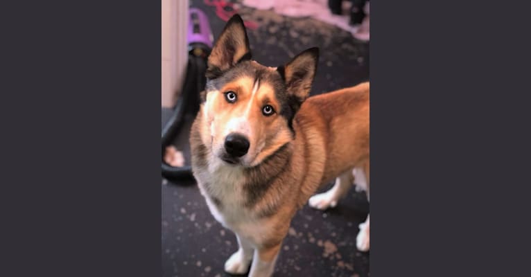 Photo of Kai, a Shetland Sheepdog and Siberian Husky mix in Spencer, IN, USA