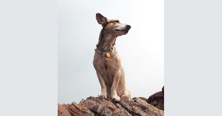 William Buckingham Hillion, the Peanut, a Formosan Mountain Dog tested with EmbarkVet.com
