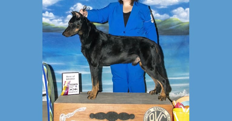 Photo of Vader, a Beauceron  in Crystal, ME, USA