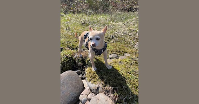 Rylie, a Chihuahua tested with EmbarkVet.com