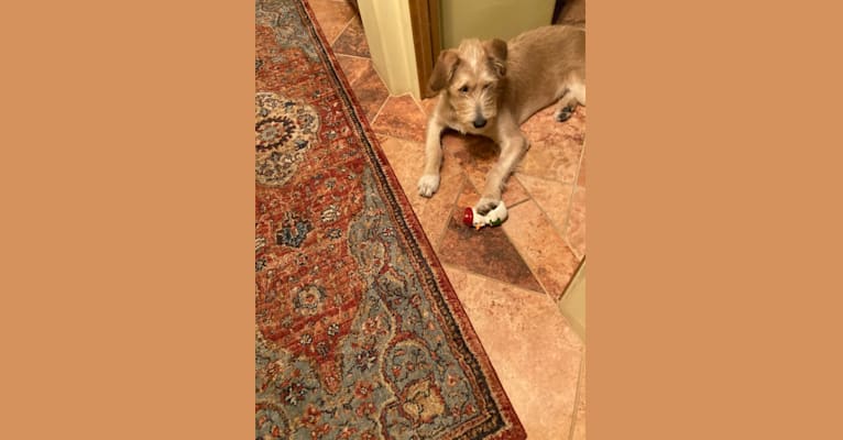 Atticus, a Labrador Retriever and American Pit Bull Terrier mix tested with EmbarkVet.com