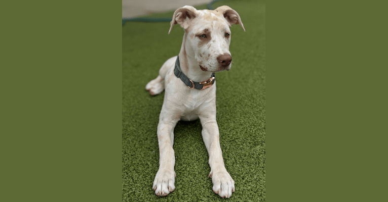 American pitbull terrier great dane mix new arrivals