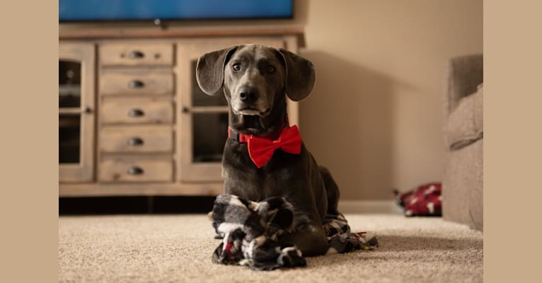 Riley, a Labrador Retriever and Dachshund mix tested with EmbarkVet.com