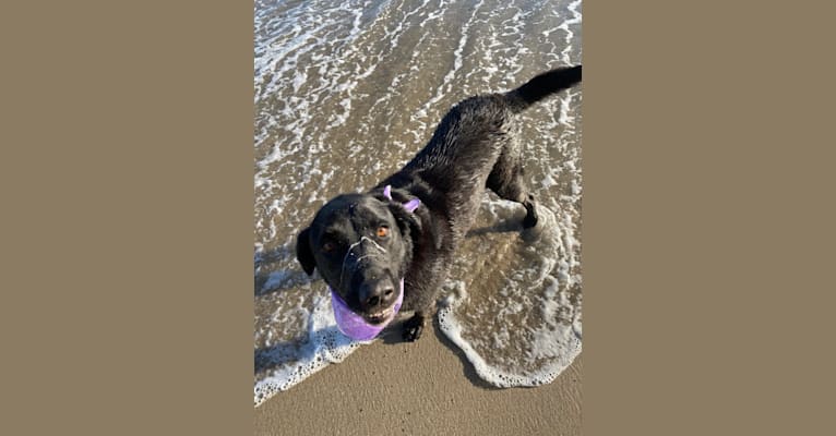 Gracie, a Labrador Retriever and Great Pyrenees mix tested with EmbarkVet.com