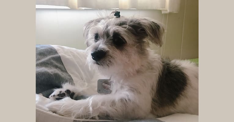 Oliver, a Shih Tzu and Chihuahua mix tested with EmbarkVet.com