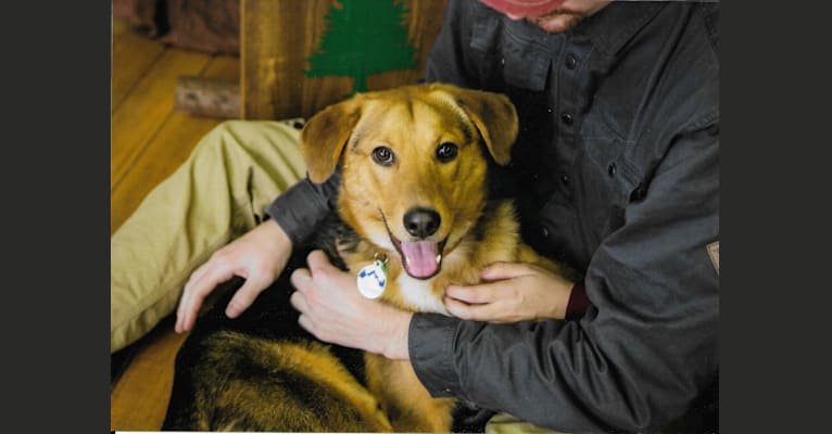 Clyde, a German Shepherd Dog and Alaskan Malamute mix tested with EmbarkVet.com