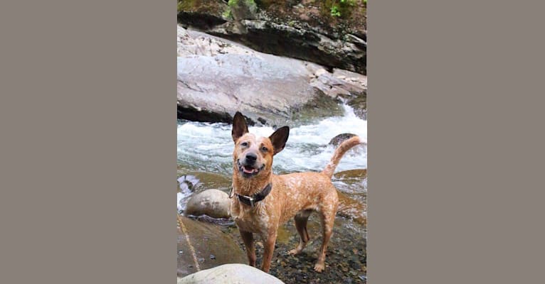 Photo of Frost, an Australian Cattle Dog  in Cosby, Tennessee, USA