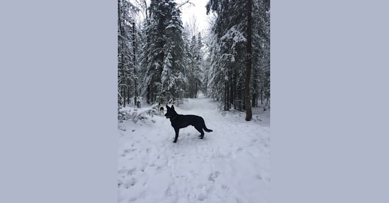 Odin, a German Shepherd Dog tested with EmbarkVet.com