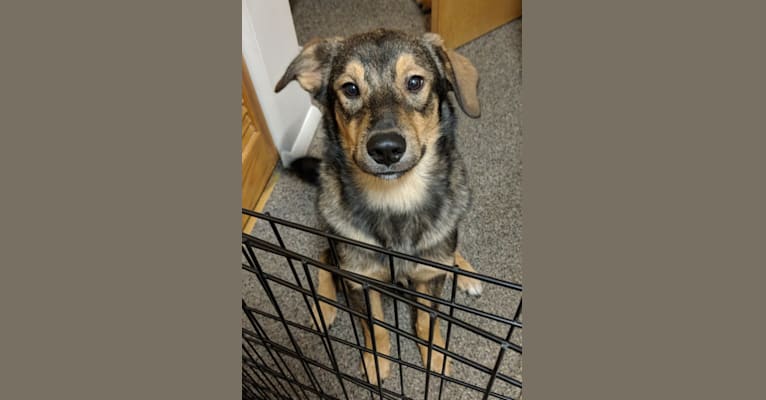 Photo of Atlas, a Norwegian Elkhound, Australian Shepherd, and Border Collie mix in Rochester, NY, USA