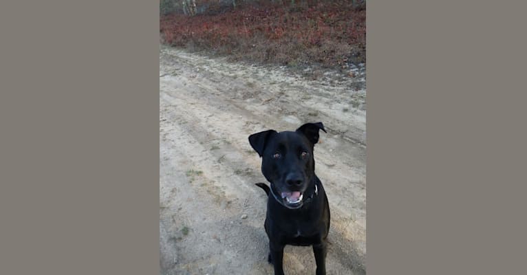 Photo of Pogie, an American Pit Bull Terrier, German Shepherd Dog, Siberian Husky, Golden Retriever, Boxer, and Mixed mix