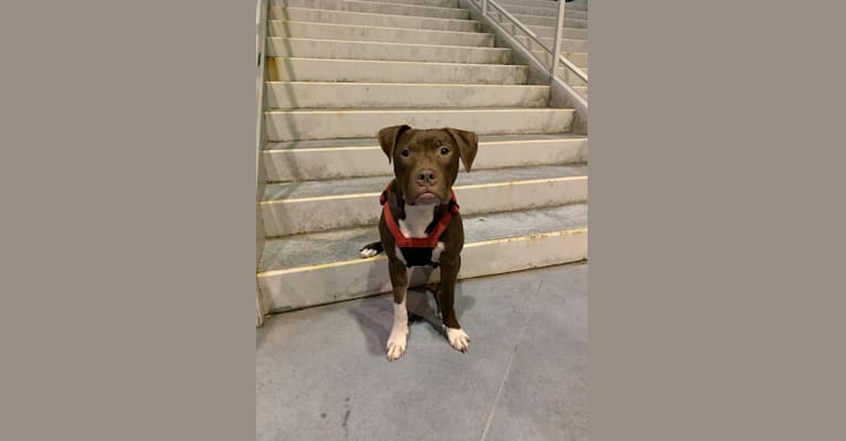 Photo of Jameson 🍀, an American Pit Bull Terrier and American Staffordshire Terrier mix in Nashville, Tennessee, USA