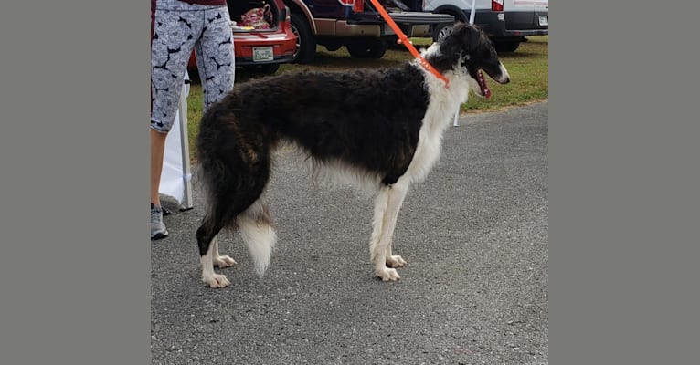 Dante, a Borzoi tested with EmbarkVet.com
