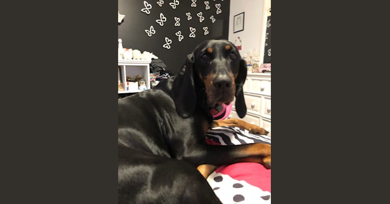 Rosie, a Black and Tan Coonhound tested with EmbarkVet.com