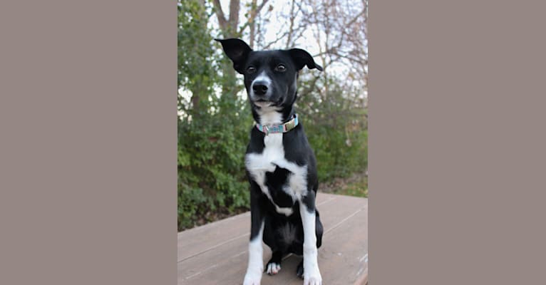 Penny, a Border Collie and American Pit Bull Terrier mix tested with EmbarkVet.com