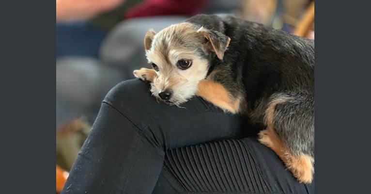 Photo of Rosie, a Yorkshire Terrier, Chihuahua, Poodle (Small), Maltese, and Miniature Schnauzer mix in Newton, Massachusetts, USA