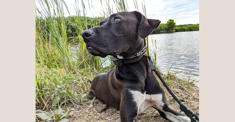 Oakley, an American Pit Bull Terrier and Great Pyrenees mix tested with EmbarkVet.com