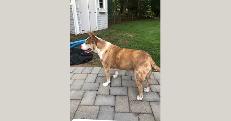 Louie, an American Pit Bull Terrier and American Staffordshire Terrier mix tested with EmbarkVet.com