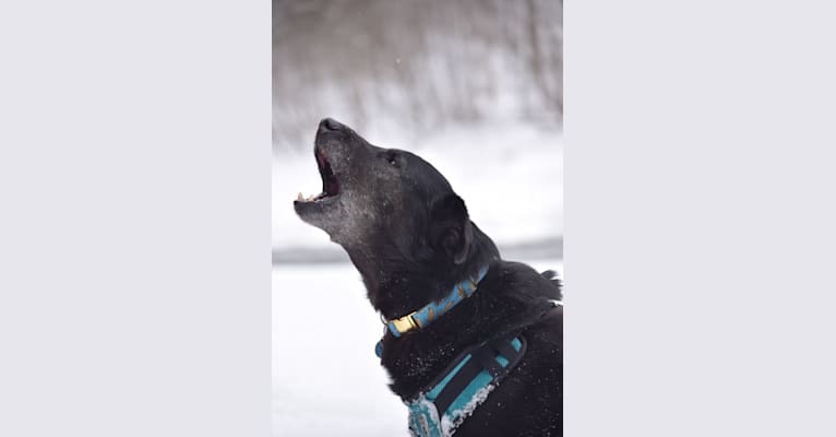 Photo of Mowgli, a Labrador Retriever, Alaskan Malamute, and German Shepherd Dog mix in Québec, Canada