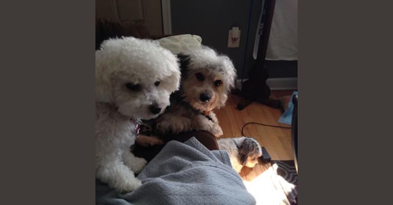 Photo of Frodo, a Chihuahua, Maltese, Yorkshire Terrier, and Poodle (Small) mix in Philadelphia, Pennsylvania, USA
