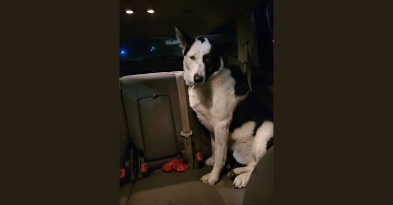 Koda bear, a Karelian Bear Dog tested with EmbarkVet.com