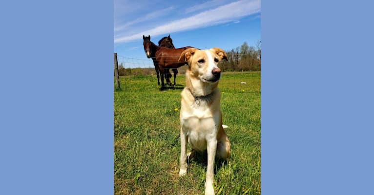 Bailey and JD, a Russell-type Terrier and Shetland Sheepdog mix tested with EmbarkVet.com