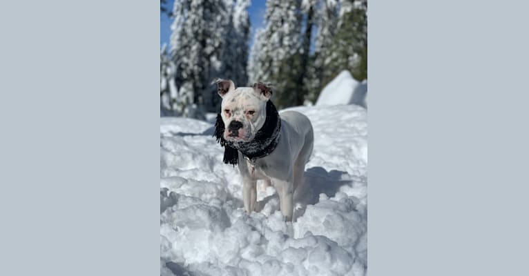 Photo of Delilah, an American Bulldog  in USA