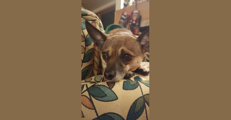 Dory, a Chihuahua and Dachshund mix tested with EmbarkVet.com