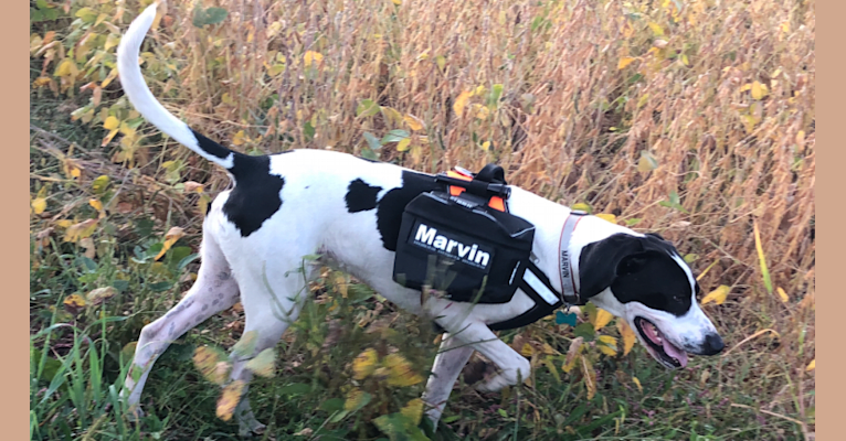 Marvin, a Coonhound and Labrador Retriever mix tested with EmbarkVet.com